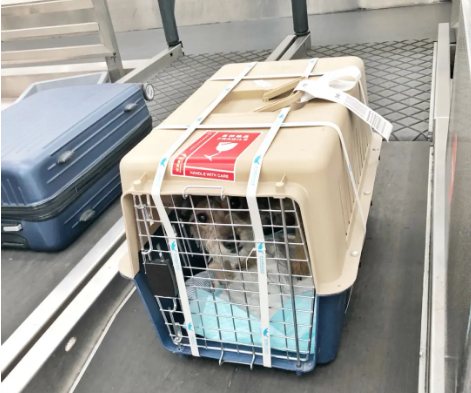 绥化宠物托运 宠物托运公司 机场宠物托运 宠物空运
